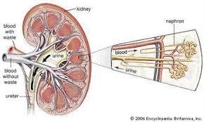 Nefropatia glomerulare o interstiziale ( nefrite ): - Da