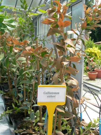 Callistemon sieberi ECO.