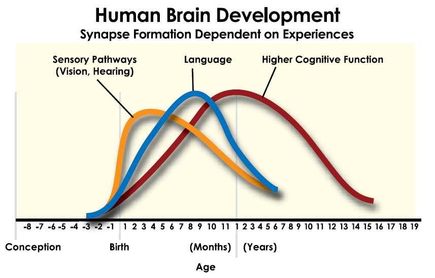 Figura 1.5 - Brain development during Early Children Development and sensitivity to experiences Fonte: Charles Nelson (Univ of Minnesota, Minneapolis, MN, US) published in Shonkoff, J.