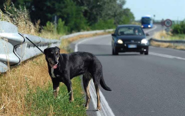 Il problema randagismo Tutto l'anno il numero degli animali abbandonati è costante e il