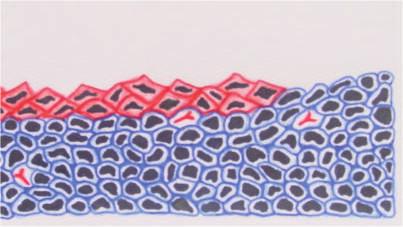 E6/E7 Proliferazione