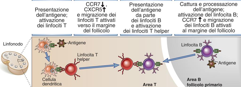 La risposta anticorpale agli antigeni proteici necessita dell aiuto dei linfociti T I linfociti B che esprimono un BCR specifico per un determinato antigene proteico devono interagire con i linfociti