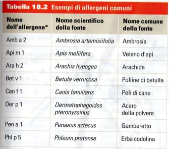 Molti degli allergeni sono proteasi (es Derp1) che si pensa possano ridurre le funzioni della barriera epiteliale.
