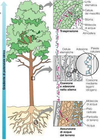 Assorbimento e trasporto Velocità di traspirazione FORZA DI COESIONE