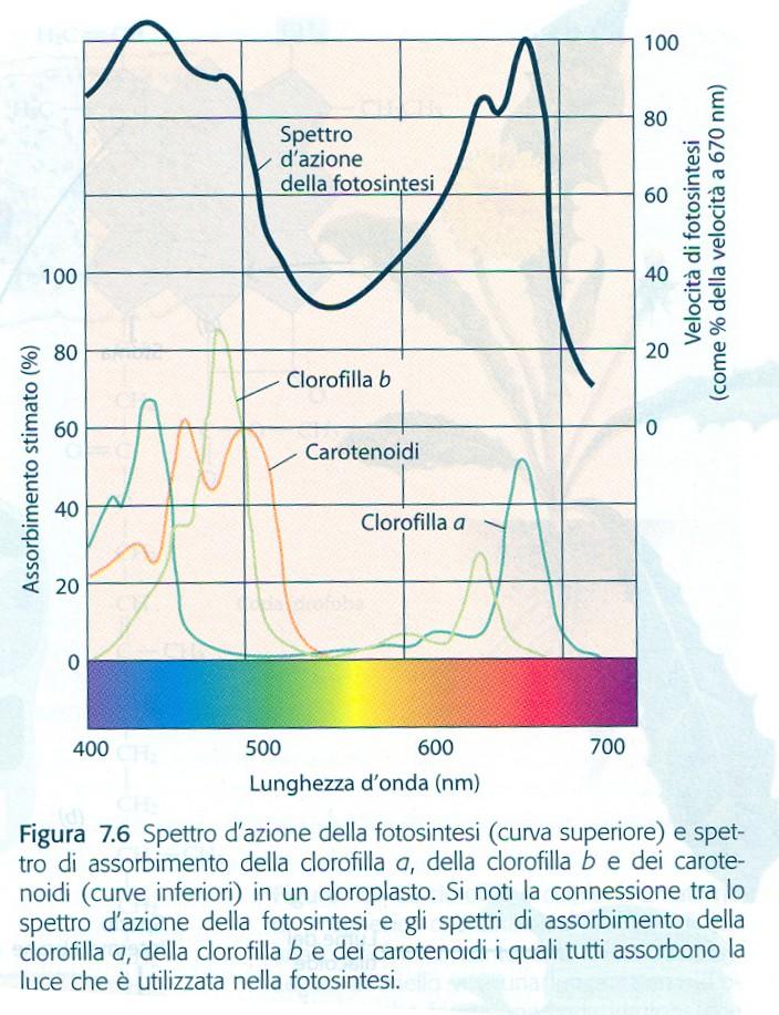 Clorofilla a-2 massimi: 420 e 630 Pigmenti accessori ampliano lo spettro di assorbimento e la quantità di luce che può essere utilizzata La clorofilla a costituisce il