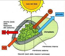 glucosio O2 cloroplasto L