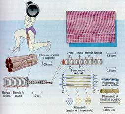 microfilamenti (actina) filamenti intermedi microtubuli (tubulina) conferiscono forma alla cellula definiscono le