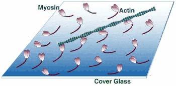 la miosina scheletrica puó sostenere i movimenti intracellulari?