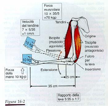 funzioni biologiche dei tre motori anni 80 miosina non processiva sviluppo di forza ed accrociamento muscolo scheletrico, cardiaco e liscio dineina processiva trasporto di vescicole lungo microtubuli