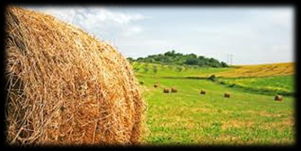 Rete Rurale Nazionale Autorità di gestione: Ministero delle politiche agricole alimentari e forestali Via XX Settembre, 20 Roma