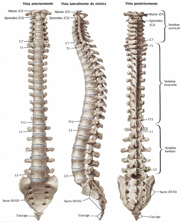 2 1. IL RACHIDE DORSALE La colonna dorsale è composta da 12 vertebre. Esse sono formate da un corpo vertebrale, da un arco vertebrale e dai processi articolari, trasversi e spinosi.
