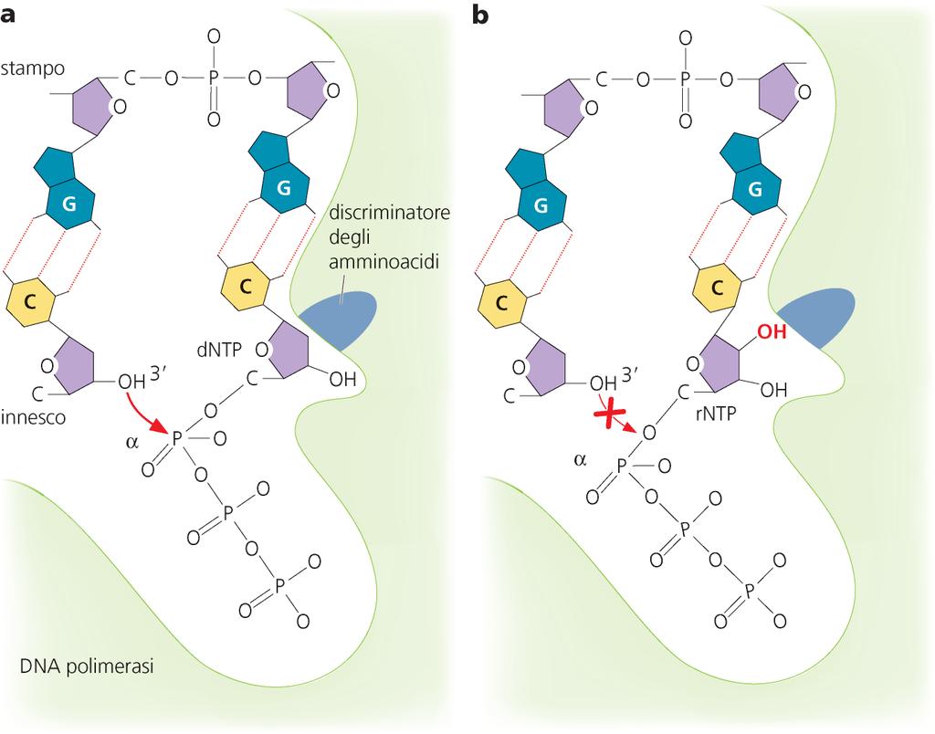 Distinzione tra rntp e dntp a) Legame di un appropriato dntp alla DNA polimerasi: il 3 OH dell innesco e il fosfato α del dntp sono vicini.