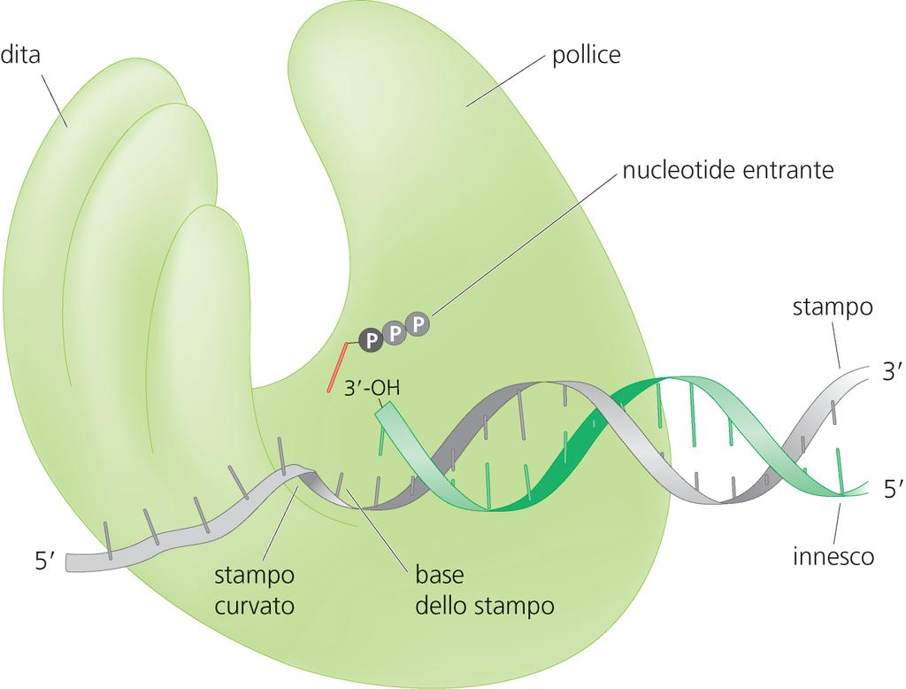 Cambiamenti strutturali della DNA polimerasi Il pollice non partecipa attivamente alla catalisi ma interagisce con il DNA di nuova