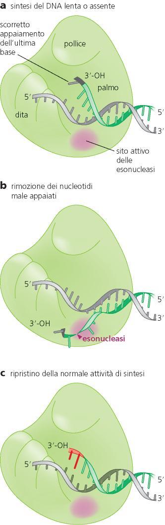 Caratteristiche delle DNA polimerasi Sintesi del DNA in maniera processiva Aumento della processività: