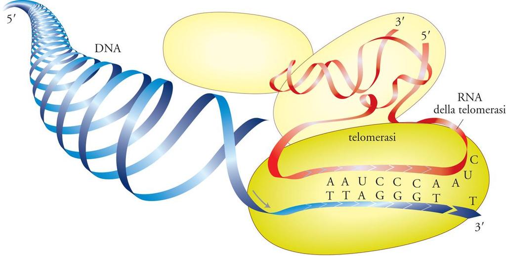 I telomeri Il telomero è la regione terminale di un cromosoma composta di DNA altamente ripetuto che protegge l'estremità del cromosoma stesso dal deterioramento o dalla fusione con cromosomi