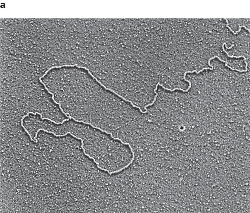 Formazione del t-loop Le proteine legate a livello del telomero oltre ad inibre e regolare l attività della telomerasi svolgono anche un ruolo protettivo dell estremità 3 a singolo filamento per