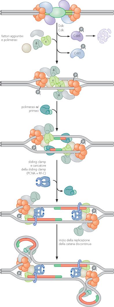 Attivazione del pre-rc in fase S e assemblaggio della forca replicativa L attivazione del pre-rc avviene tramite attività delle chinasi ciclina dipendenti : Cdk e Ddk che fosforilano i caricatori