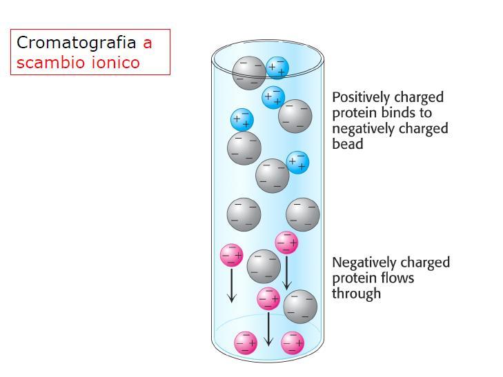 Cromatografia a scambio ionico: cariche negative poste sulla matrice sono in