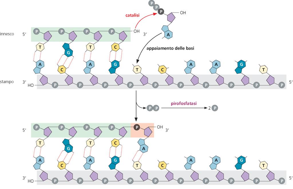 Sintesi del DNA al terminale 3 del primer Schema del meccanismo di sintesi: inizia con un attacco nucleofilo del fosfato α del dntp sul 3 OH