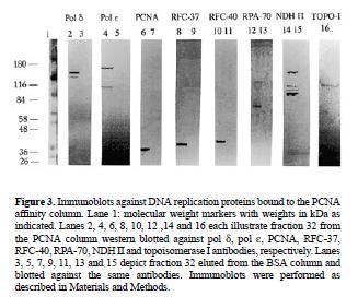 Western blot permette di identificare le proteine che