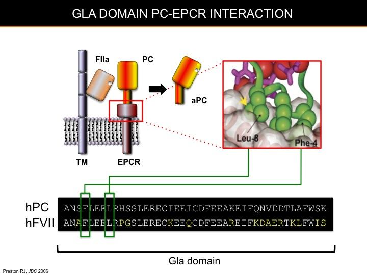 FVII Gla domain shares high homology with PC, in particular the PC residues directly involved in EPCR binding (Phe 4 and Leu 8) are conserved in FVII.