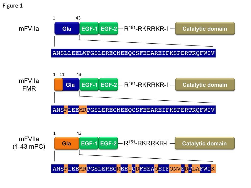 Fig. 1 Structure of the recombinant proteins used in this study.