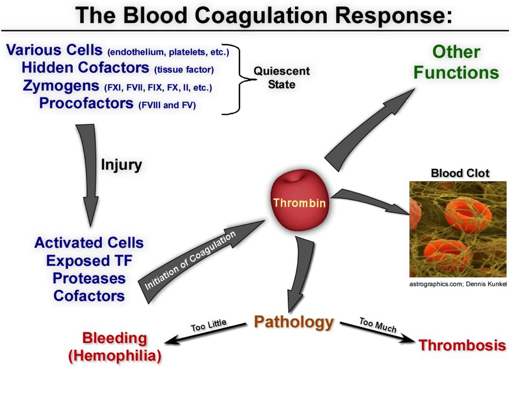 INTRODUCTION The blood coagulation system Coagulation involves a multitude of proteins and cellular partners that act in concert in response to a vascular injury to generate thrombin, which is