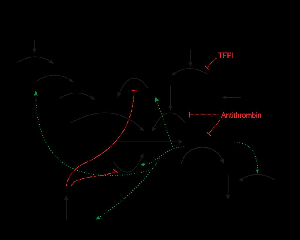 The assembly of the prothrombinase complex is crucial since it is 300,000-fold more active than factor Xa alone in catalyzing prothrombin activation.(mann, 2003) Fig 3.