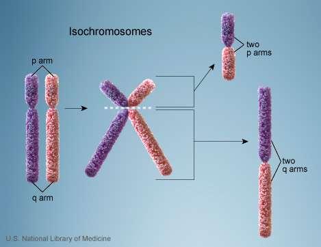 Isocromosoma Sono il prodotto di un anomala fissione del centromero (trasversale e non