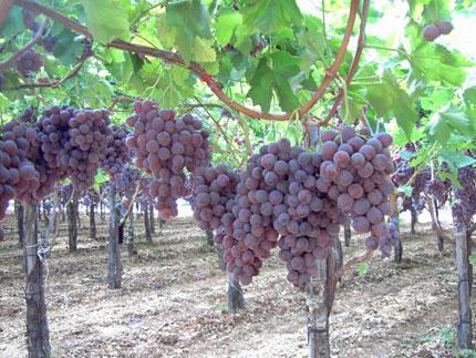 poi c erano gli aratori misti e gli avitati, che erano prettamente coltivati per la produzione di vino e di foglie di gelso per l allevamento dei bachi da