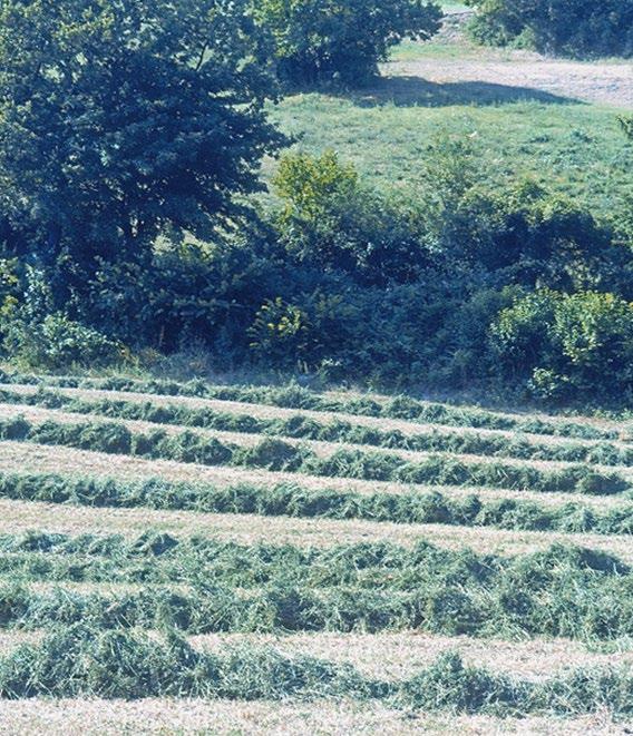 PARTNER DEL PROGETTO Consorzio Marche Biologiche, capofila Università Politecnica delle Marche, Dipartimento di Scienze Agrarie, Alimentari ed Ambientali (coordinamento scientifico