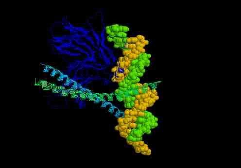 IL CORSO DI STUDI IN SCIENZE BIOLOGICHE