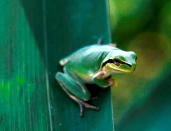 I campi di studio Livello bioecologico