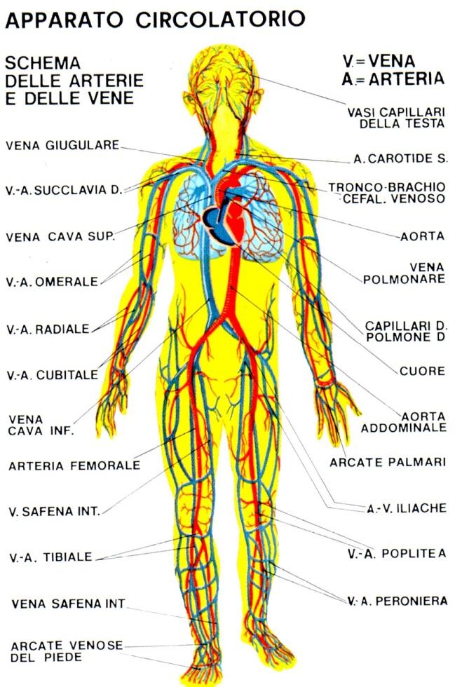 Effetti dei chemioterapici su cuore e circolo Ipertensione Ipertensione polmonare Disfunzione ventricolare sinistra