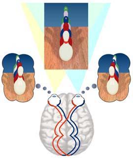 osservatore. 34 Due retine, una sola immagine La corrispondenza retinica (i) I due occhi hanno punti di vista differenti. In ogni momento ci sono quindi due diverse immagini retiniche disponibili.