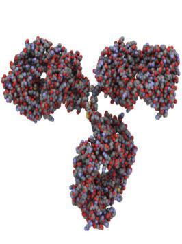 Un prodotto biologico contenente una versione del principio attivo del farmaco biologico originale già autorizzato (prodotto di riferimento) Una molecola proteica che deve avere una sequenza