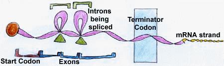 SPLICING= TAGLIA E CUCI degli