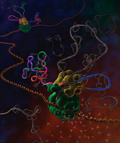 e 5 RNA detti small nuclear RNA o snrna,