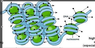Fibre di cromatina Fibre di 30 nm Fibre di 10 nm NO TRASCRIZIONE GENICA TRASCRIZIONE GENICA POSSIBILE DNA nel nucleo Trascritto primario o pre-mrna o HnRNA Livello di controllo trascrizionale (da DNA