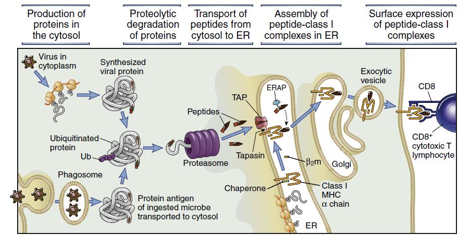 Processazione e presentazione di proteine citosoliche * *Il proteasoma degrada proteine danneggiate o non