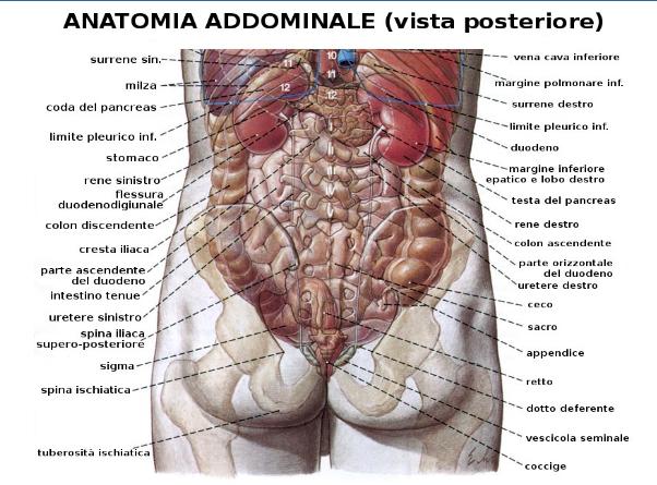 pancreas e milza. Altre strutture localizzate nell'addome sono i reni e le ghiandole surrenali, insieme a molti vasi sanguigni, tra cui l'aorta e la vena cava inferiore.