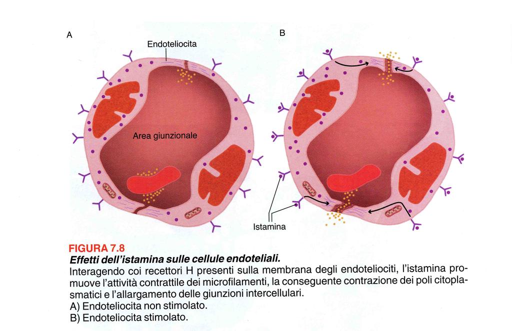 Effetto dell istamina: