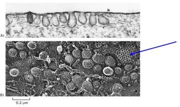 CAVEOLAE (3) Alberts, 3 rd ed: Figura 13.48. Caveolae sulla membrana plasmatica di un fibroblasto umano.