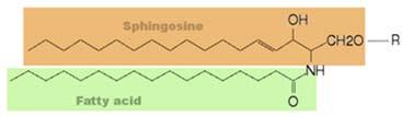 STRUTTURA GENERALE DEGLI SFINGOLIPIDI GLICOSFINGOLIPIDI Nella classe dei glicolipidi la testa polare é legata alla sfingosina mediante legame glicosidico di una molecola di zucchero, invece che