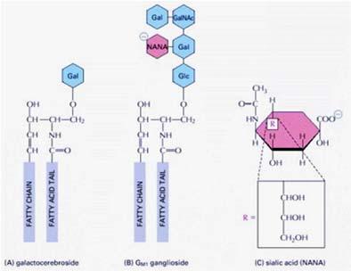 Diversi sostituenti (R) danno: H: ceramide Fosfocolina: sfingomielina Zuchero/i: glicosfingolipidi (A) Il galattocerebroside è chiamato un glicolipide neutro perchè lo zucchero che forma la sua testa