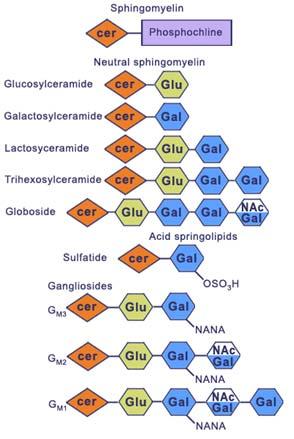 Gal = galattosio; Glc = glucosio, GalNAc = N- acetilgalattosamina (questi 3 zuccheri non sono carichi) BUSB 13 BUSB 15 CERAMIDI I ceramidi sono una famiglia di molecole lipidiche.