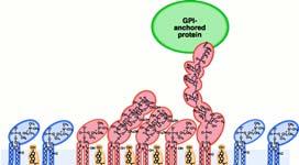 Rafts lipidici (4) Per la maggior parte, le molecole lipidiche in un monostrato si muovono in torno indipendentemente da
