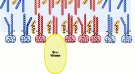 Tuttavia, nei rafts lipidici, le lunghe catene idrocarburiche degli sfingolipidi di un monostrato interagiscono con  Perciò,