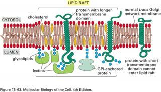 Rafts lipidici (5) I rafts lipidici pottrebbero mediare lo smistamento ( sorting ) di glicosfingolipidi e proteine ancorate mediante GPI alla membrana plasmatica apicale (Alberts et al.