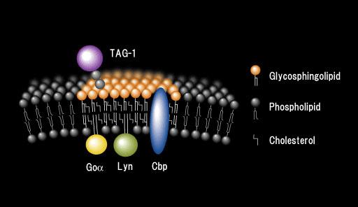 La famiglia Src delle proteina chinasi vengono modificate da lipidi a catena satura (palmitoilazione e miristilazione) che probabilmente si inseriscono preferenzilamente nei microdomini GSL.